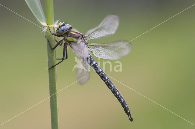 Hairy Dragonfly (Brachytron pratense)