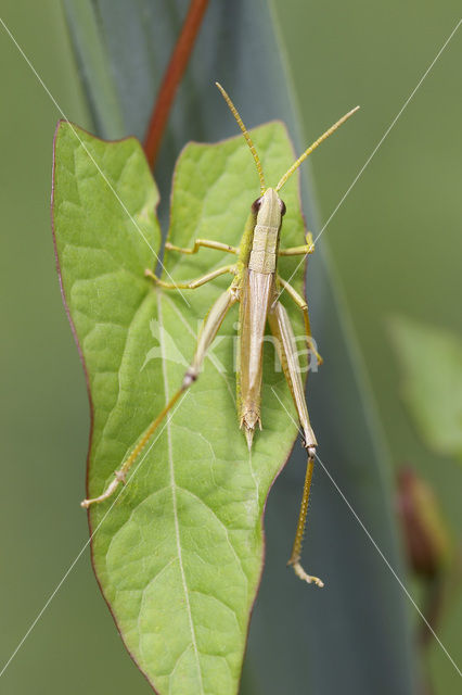 Large Gold Grasshopper (Chrysochraon dispar)