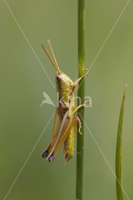 Large Gold Grasshopper (Chrysochraon dispar)