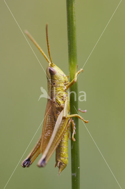 Gouden sprinkhaan (Chrysochraon dispar)