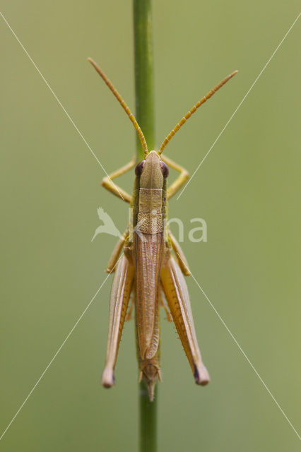 Gouden sprinkhaan (Chrysochraon dispar)