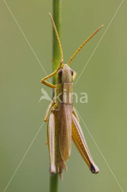 Gouden sprinkhaan (Chrysochraon dispar)