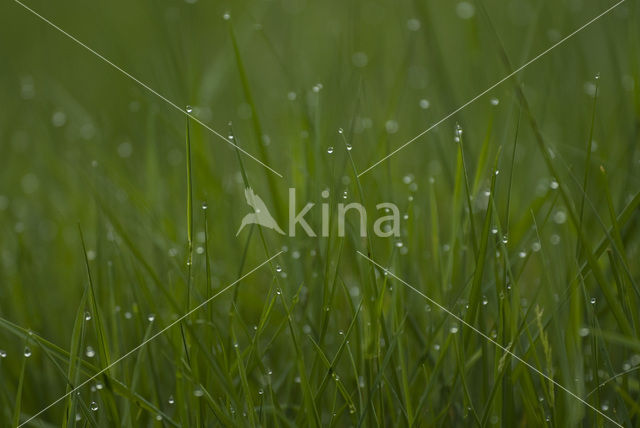 Grass