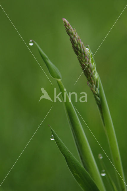 Gras