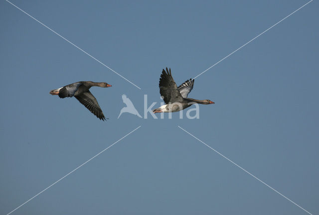 Grey Lag-Goose (Anser anser)