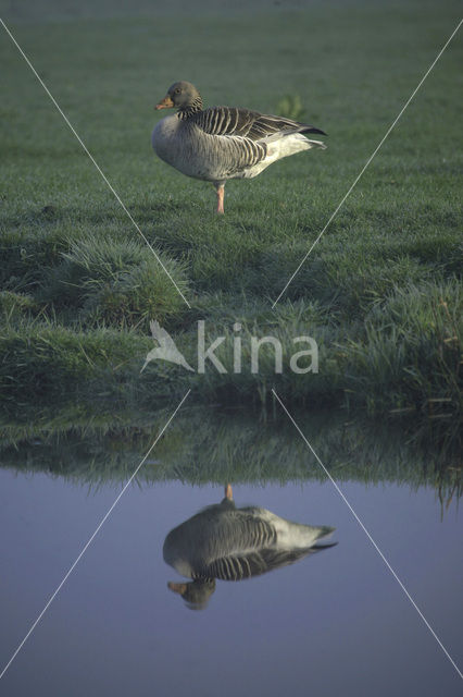 Grey Lag-Goose (Anser anser)