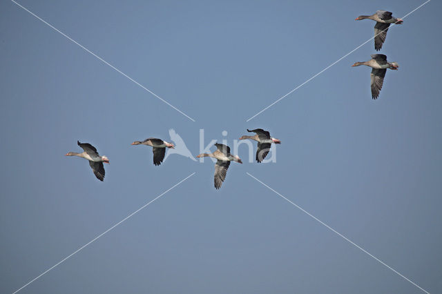 Grey Lag-Goose (Anser anser)