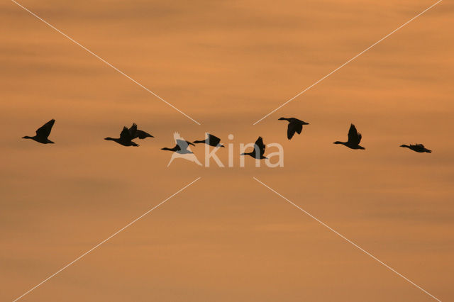 Grey Lag-Goose (Anser anser)
