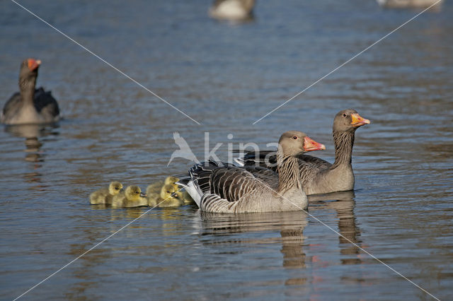 Grey Lag-Goose (Anser anser)