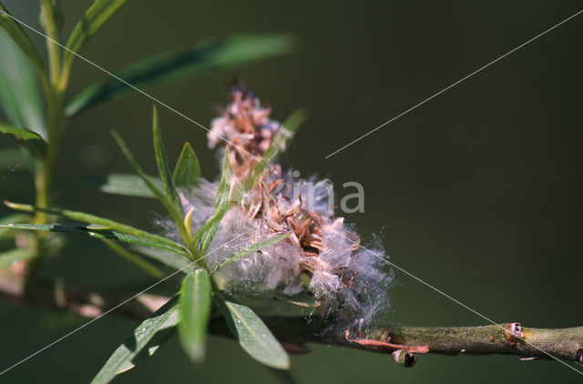 Grey willow (Salix cinerea subsp. cinerea)