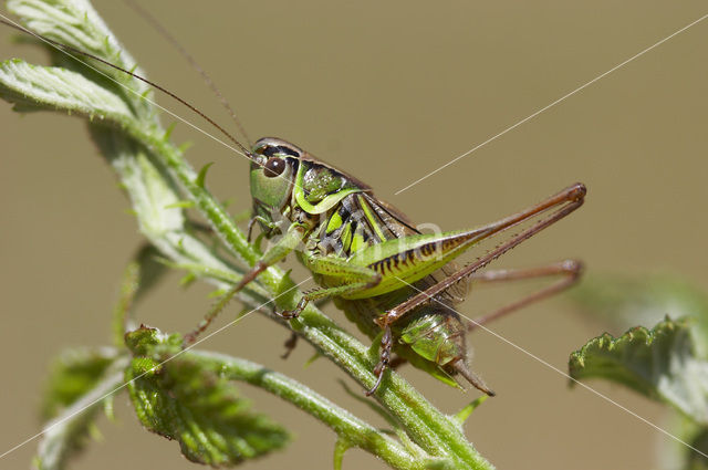 Roesel’s Bush-cricket (Metrioptera roeselii)