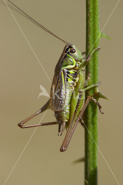 Roesel’s Bush-cricket (Metrioptera roeselii)