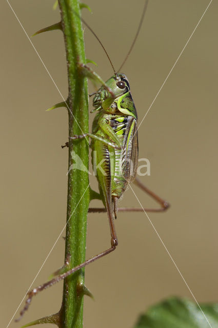 Greppelsprinkhaan (Metrioptera roeselii)