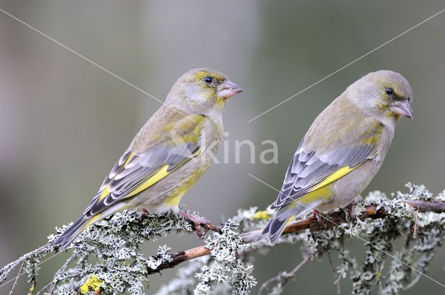 Groenling (Carduelis chloris)