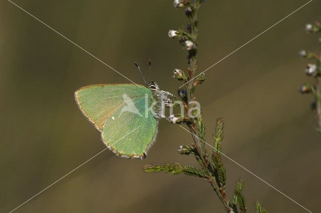 Green Hairstreak (Callophrys rubi)