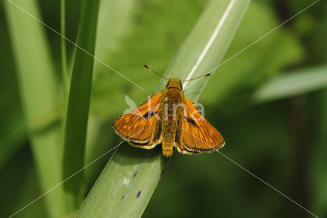 Groot dikkopje (Ochlodes faunus)