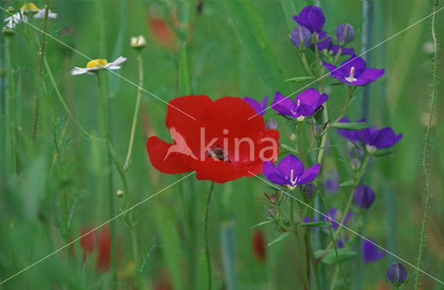 Groot spiegelklokje (Legousia speculum-veneris)