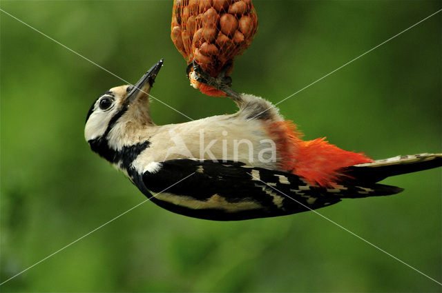 Grote Bonte Specht (Dendrocopos major)