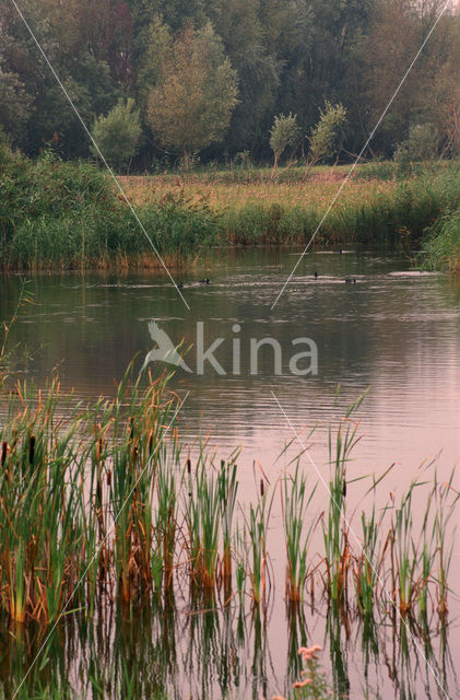 Grote lisdodde (Typha latifolia)