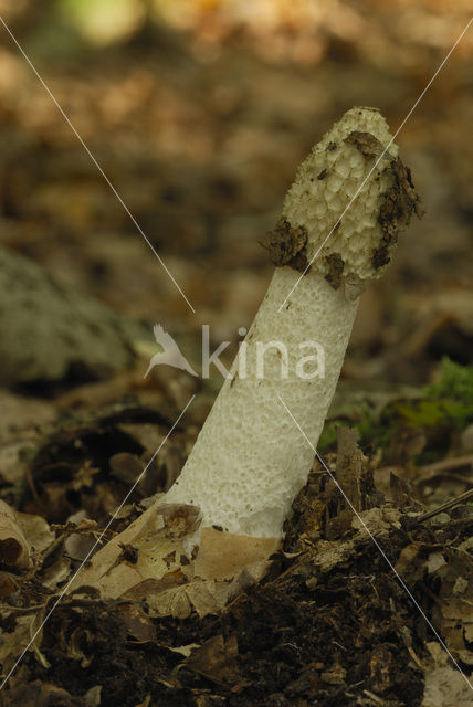 Grote stinkzwam (Phallus impudicus)