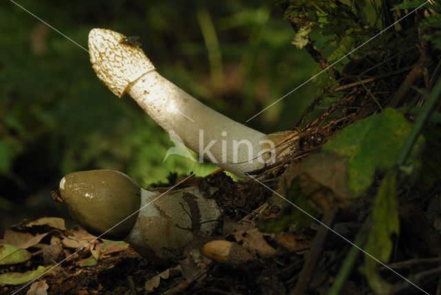 Grote stinkzwam (Phallus impudicus)