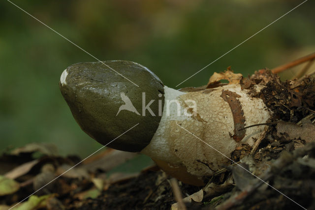 Grote stinkzwam (Phallus impudicus)