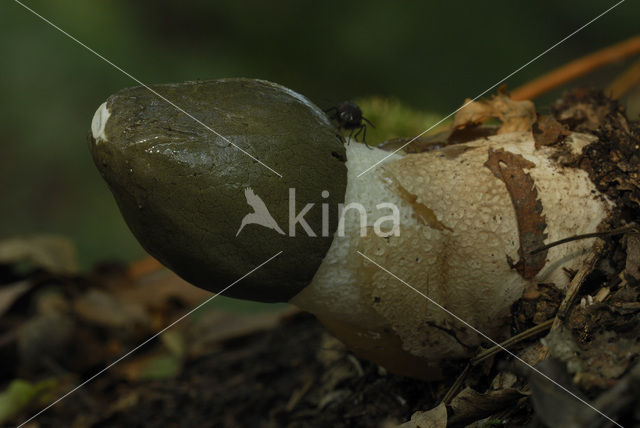 Grote stinkzwam (Phallus impudicus)