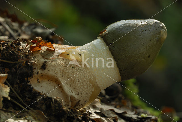 stinkhorn (Phallus impudicus)