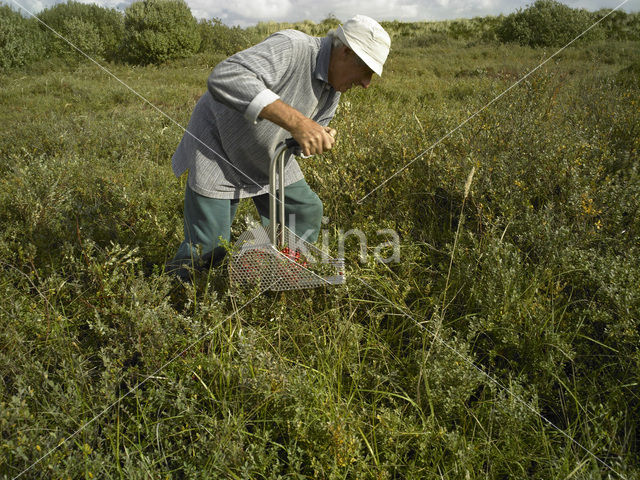 Grote Veenbes (Vaccinium macrocarpon)