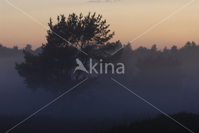 Scots Pine (Pinus sylvestris)
