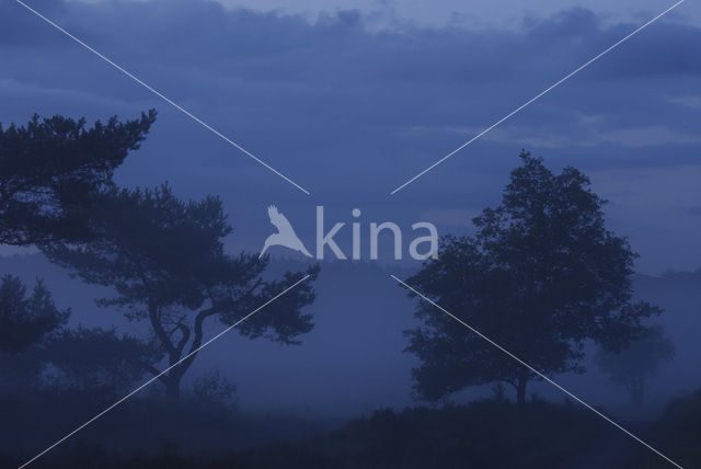Scots Pine (Pinus sylvestris)
