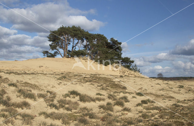 Scots Pine (Pinus sylvestris)