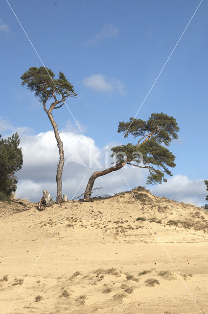 Scots Pine (Pinus sylvestris)