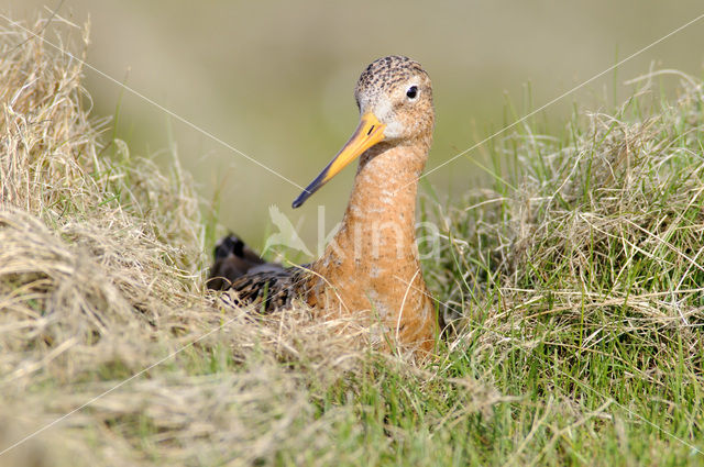 Black-tailed Godwit (Limosa limosa)