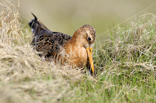 Black-tailed Godwit (Limosa limosa)
