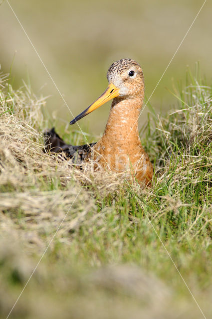 Black-tailed Godwit (Limosa limosa)