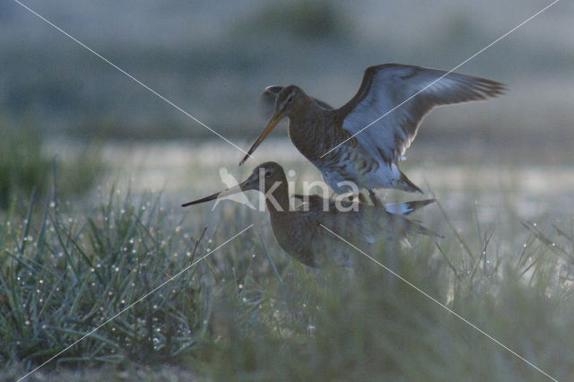 Black-tailed Godwit (Limosa limosa)