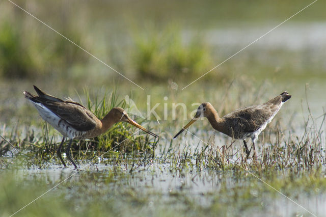 Black-tailed Godwit (Limosa limosa)