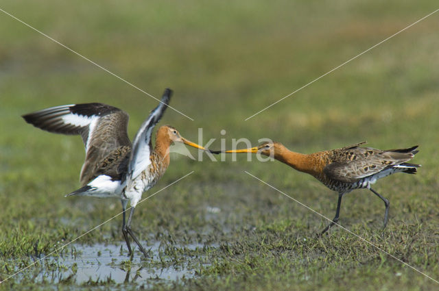 Black-tailed Godwit (Limosa limosa)