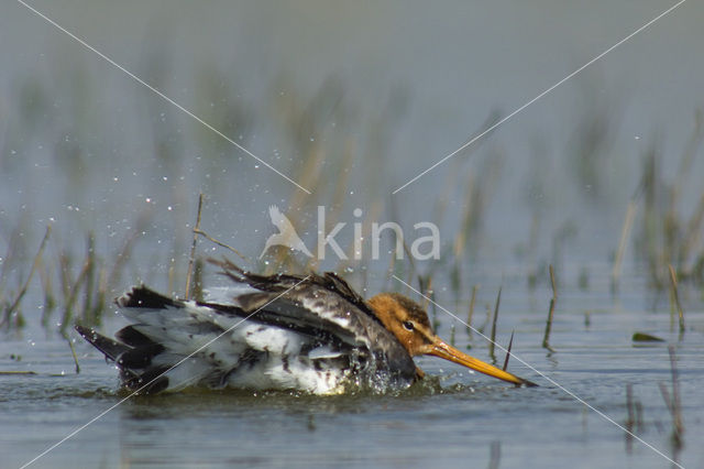 Black-tailed Godwit (Limosa limosa)