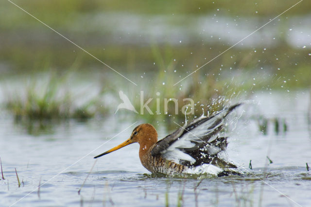 Black-tailed Godwit (Limosa limosa)