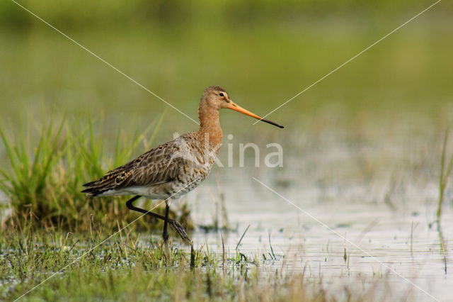 Grutto (Limosa limosa)