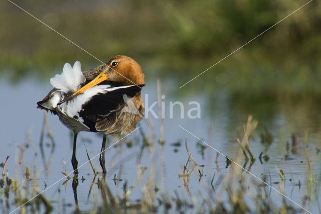 Black-tailed Godwit (Limosa limosa)
