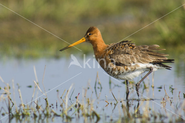 Grutto (Limosa limosa)