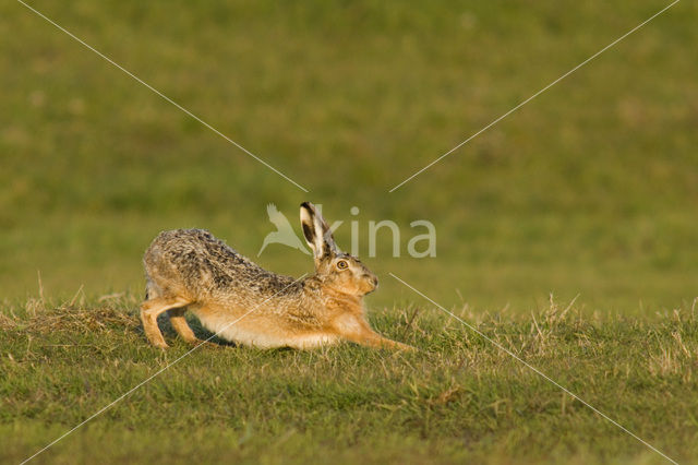 Brown Hare (Lepus europaeus)