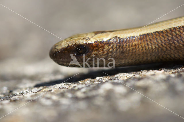 Hazelworm (Anguis fragilis)