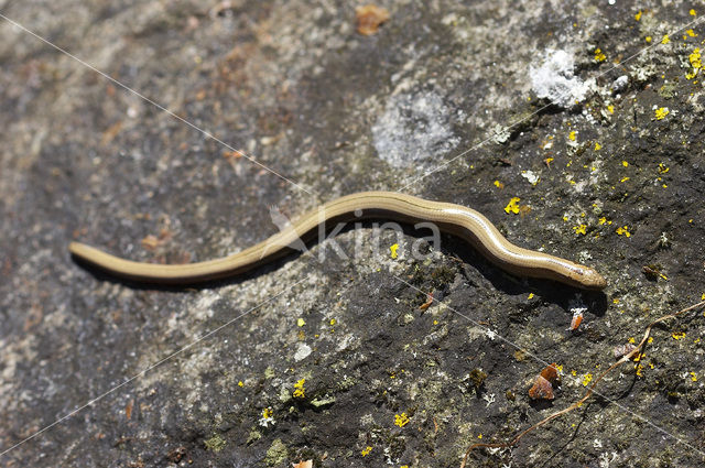 Hazelworm (Anguis fragilis)