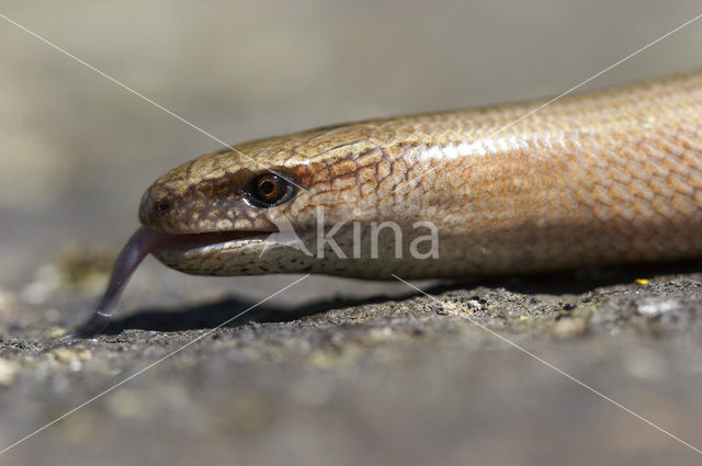 Hazelworm (Anguis fragilis)