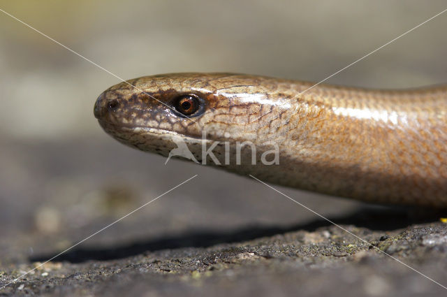 Hazelworm (Anguis fragilis)