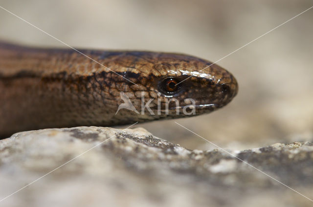 Hazelworm (Anguis fragilis)